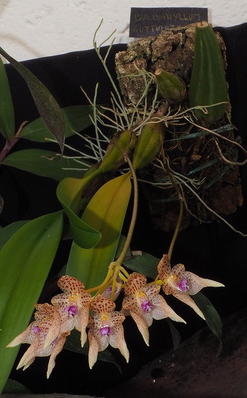 KJ-Orchids - Jydsk Klub Orchide
